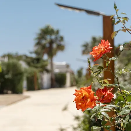 Guest house Glaronissi Beach 4*